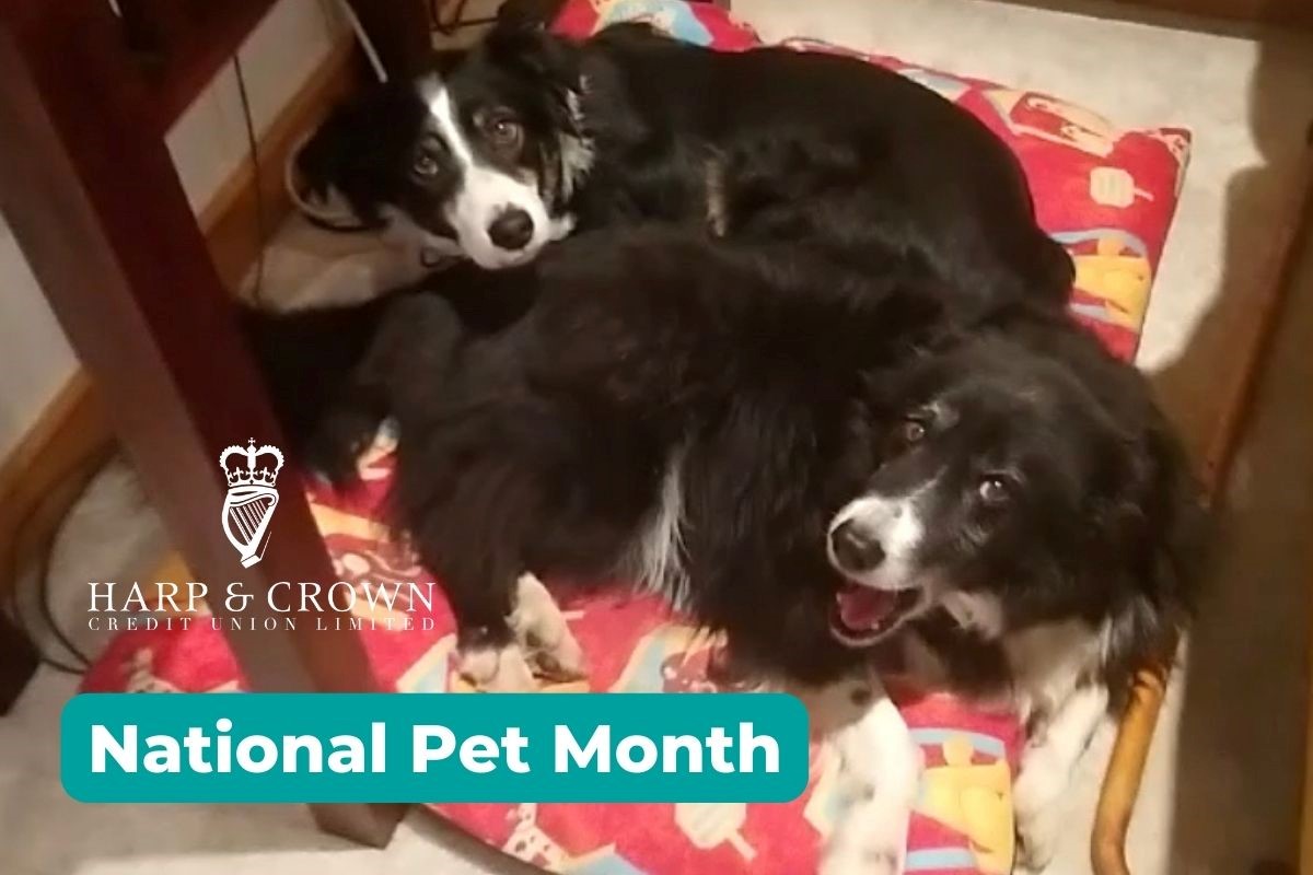 National Pet Month Credit Union news news Harp and Crown Credit